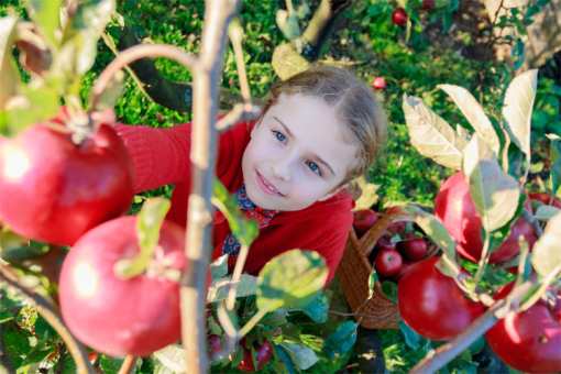 The 10 Best Apple Picking Spots in Minnesota!